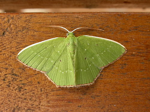 Albinospila floresaria